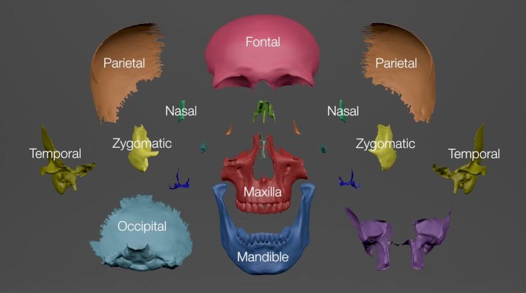 The superficial bones of the skull significantly influence surface form.