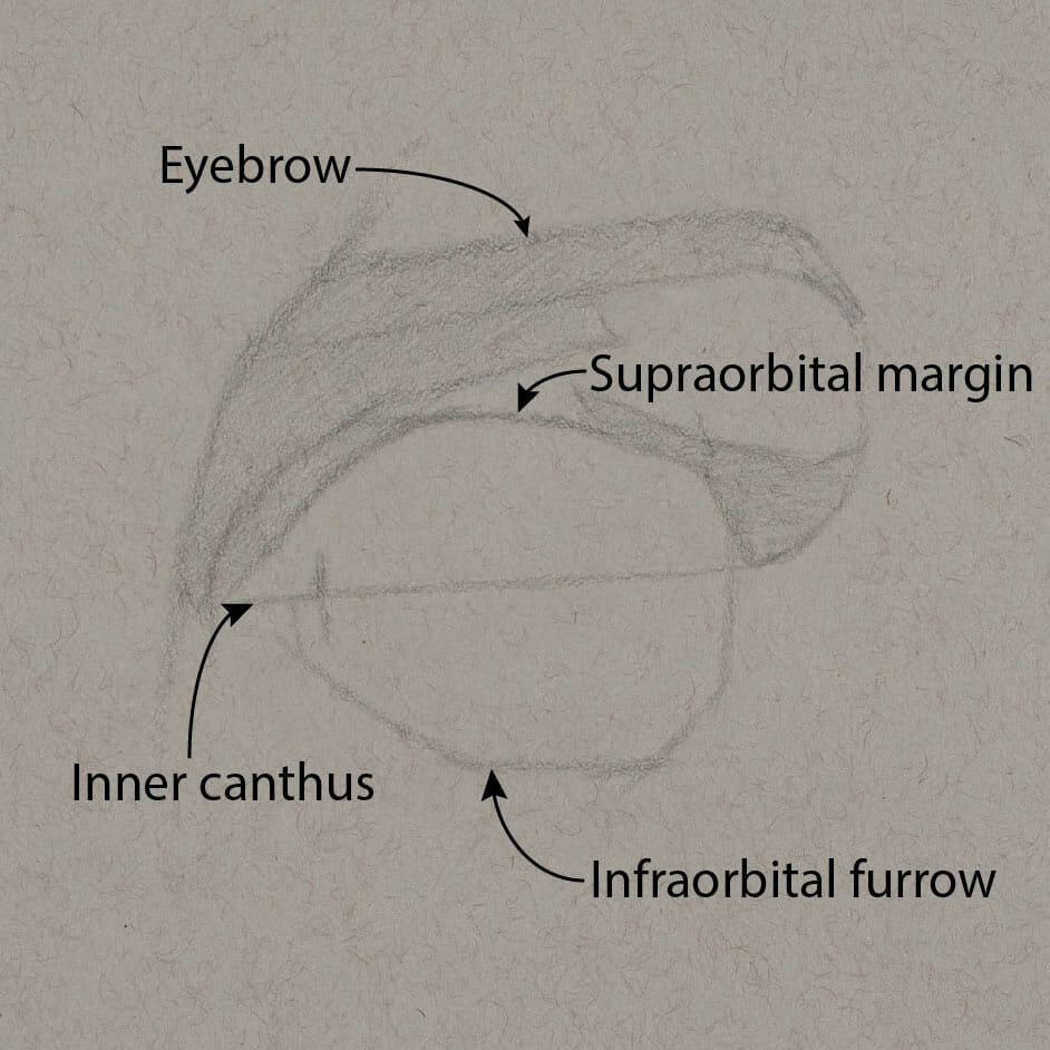 Early block-in drawing showing the same features diagramed on the reference: eyebrow, supraorbital margin, inner canthus, infraorbital furrow.