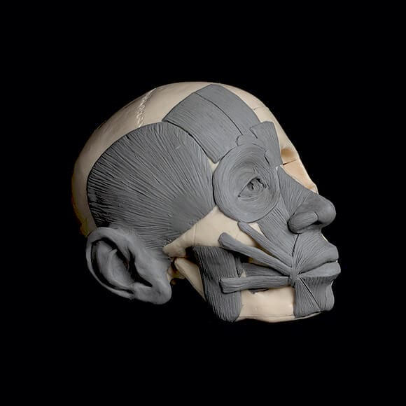 The finished head écorché model.
