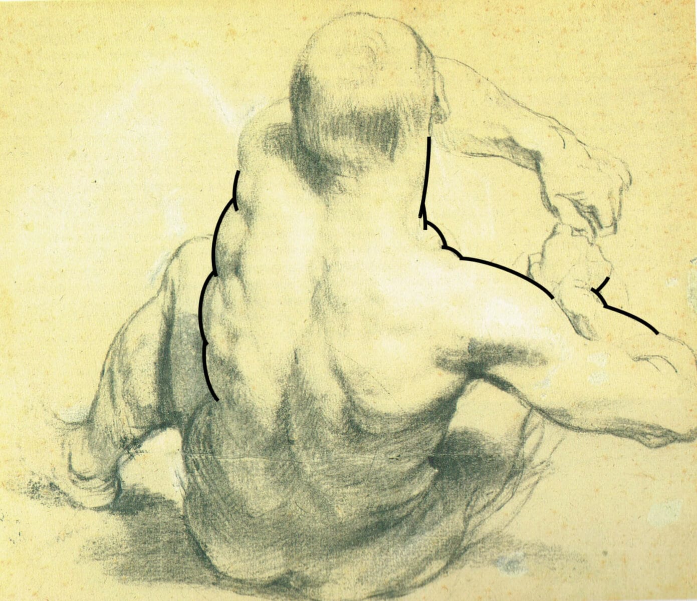 In this drawing by Van Dyck, we can clearly see the contour articulated as a series of full, outwardly-curved convexities.