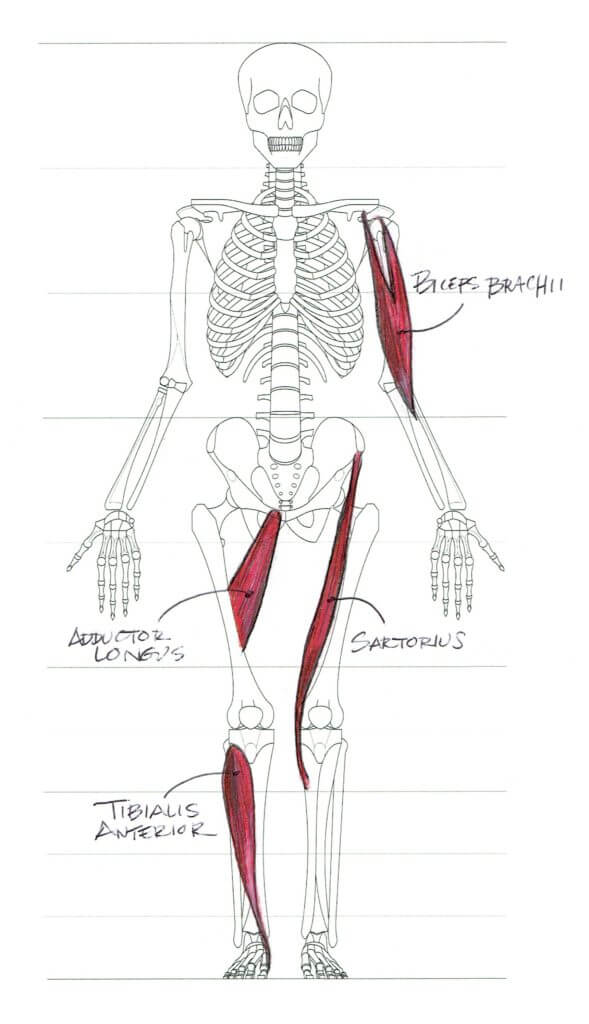 Muscle forms are always seen to lie at an angle relative to the volumes on which they sit. Diagram by Melinda Whitmore.