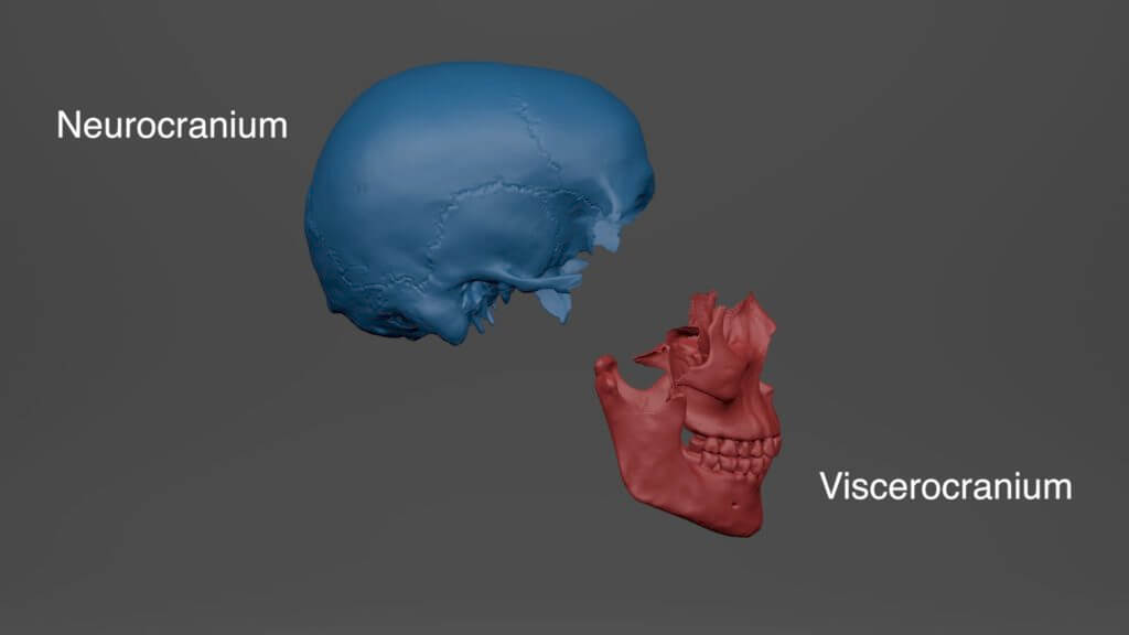 The neurocranium is shown in blue, the viscerocranium in red.