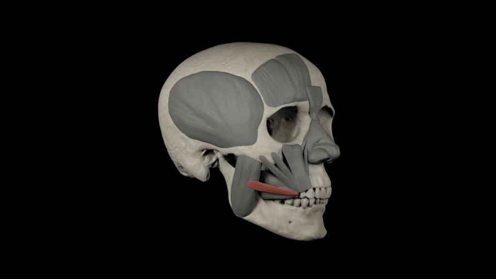 Risorius shown in red.